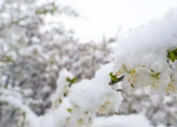 Temperaturat e ulëta fundosin frutikulturën në Korçë, Peshkopi dhe Kukës