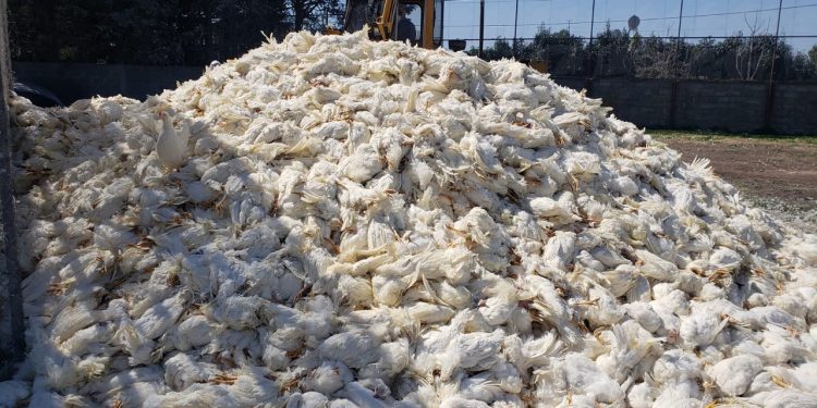 Gripi i shpendëve/ Rreth 500 mijë pula të ngordhura në Durrës, MB: Do të groposen ose digjen…