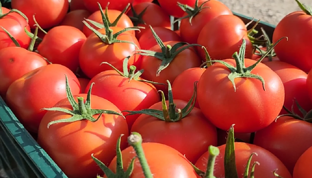 Rritja e çmimit të domateve në Shqipëri çudit edhe mediat e huaja