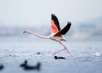 Flamingo nga Shqipëria, simboli i ri që po frymëzon të Gjelbrit europianë