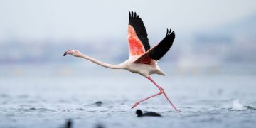 Flamingo nga Shqipëria, simboli i ri që po frymëzon të Gjelbrit europianë