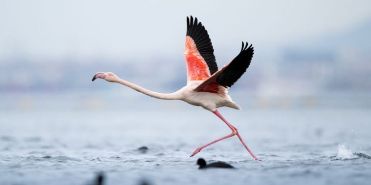 Flamingo nga Shqipëria, simboli i ri që po frymëzon të Gjelbrit europianë