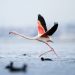 Flamingo nga Shqipëria, simboli i ri që po frymëzon të Gjelbrit europianë